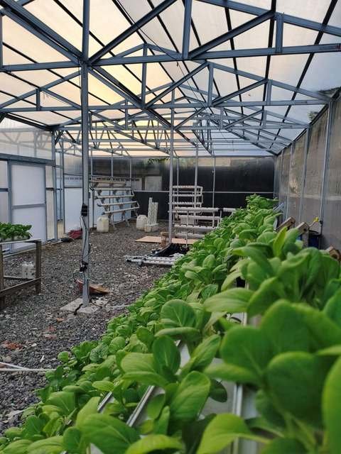 Green house dengan tanaman sayur hidroponik